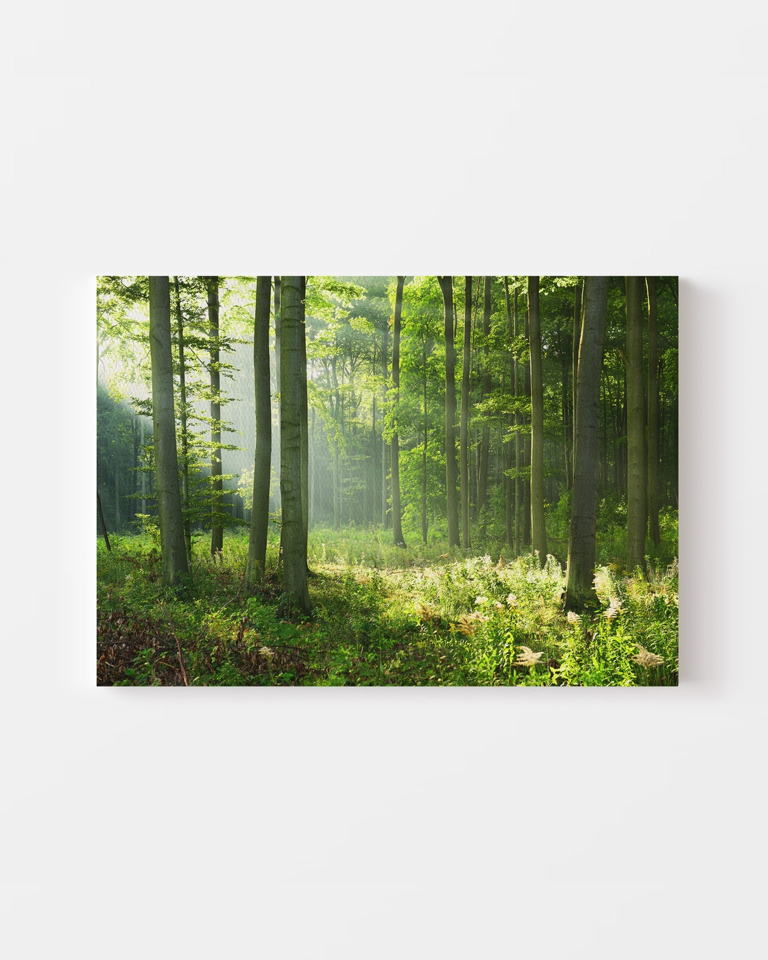 stretched-canvas