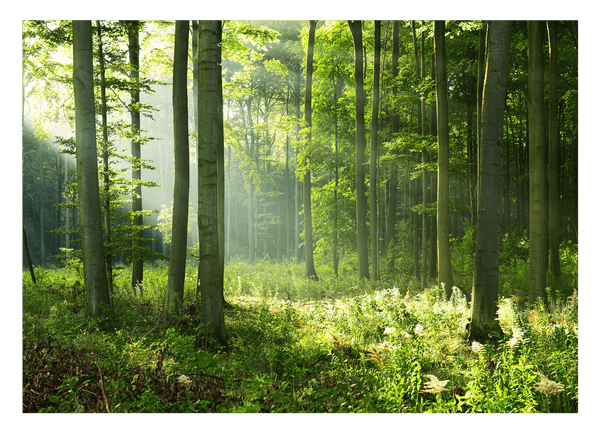Wald-Landschaft