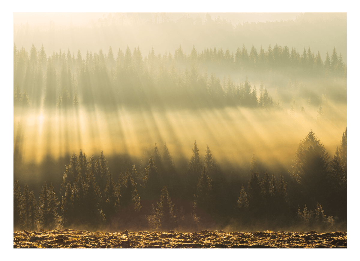 Sonnenstrahlen am Wald