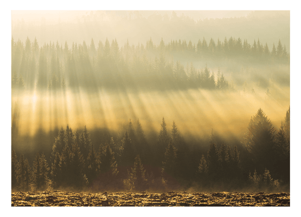 Sonnenstrahlen am Wald