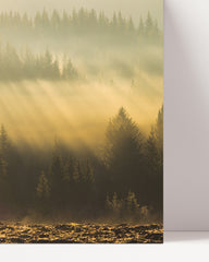 After Hover: Sonnenstrahlen am Wald
