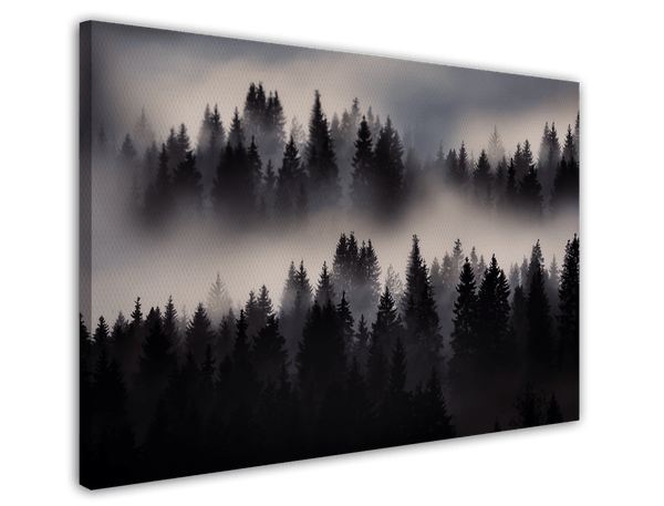 Nebel im Wald - Tannen und Baumkronen von oben