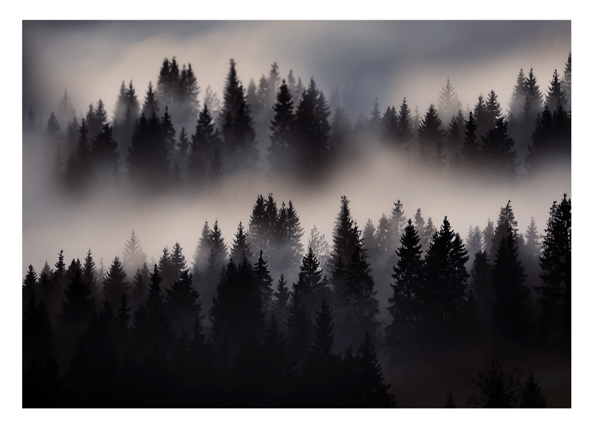 Nebel im Wald - Tannen und Baumkronen von oben