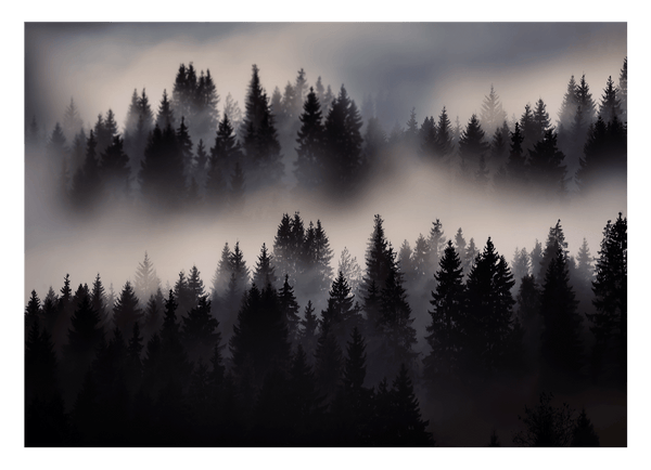 Nebel im Wald - Tannen und Baumkronen von oben