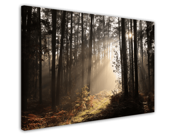 Wald Fotografie mit Sonnenstrahlen