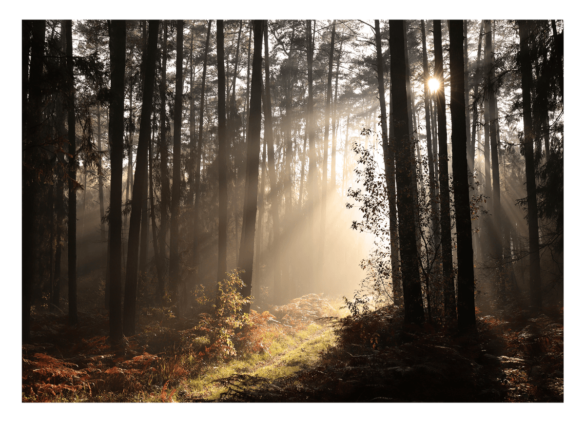 Wald Fotografie mit Sonnenstrahlen