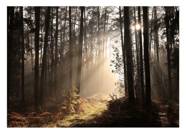 Wald Fotografie mit Sonnenstrahlen