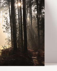 After Hover: Wald Fotografie mit Sonnenstrahlen