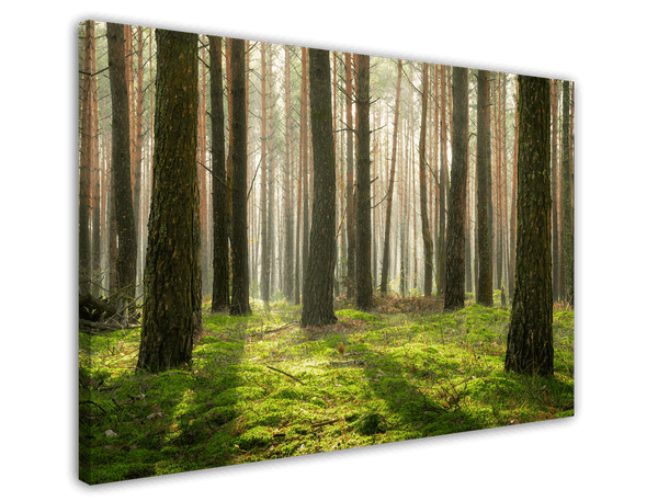 Wald