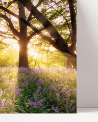 After Hover: Blumen im Wald auf sonniger Lichtung