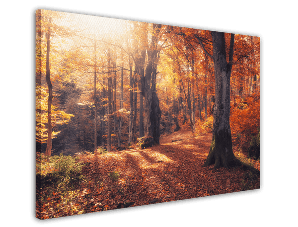 Herbstbäume