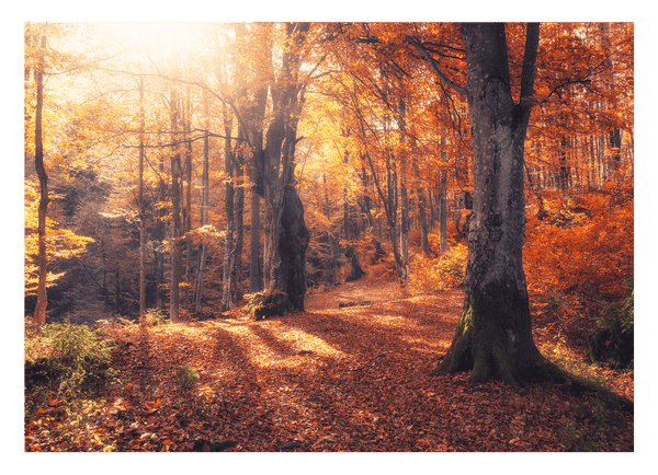 Herbstbäume