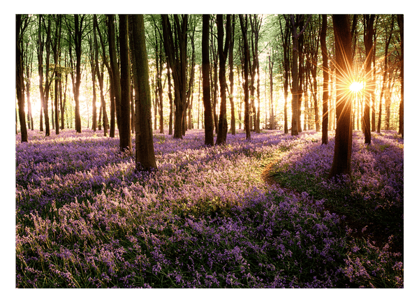 Blumenmeer im Wald