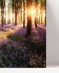 After Hover: Blumenmeer im Wald