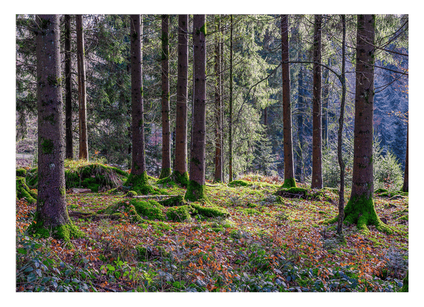 Wald
