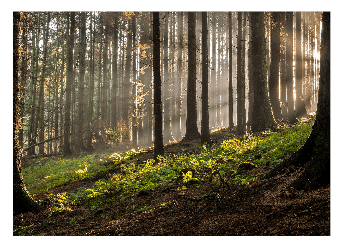 Wald