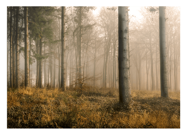 Wald