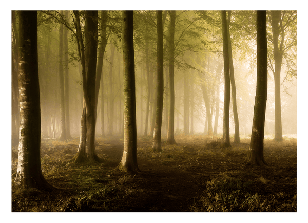 Wald