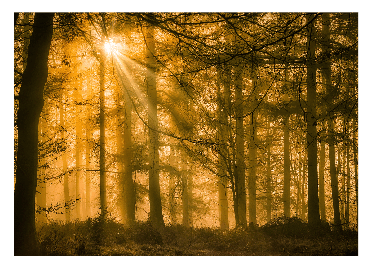 Wald