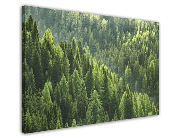 Wald von oben - Grüne Baumkronen
