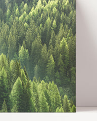 After Hover: Wald von oben - Grüne Baumkronen