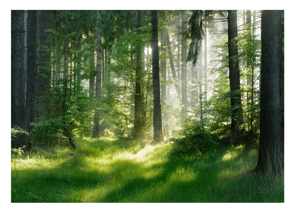 Wald im Frühling