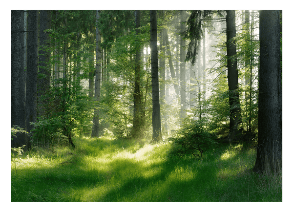 Wald im Frühling