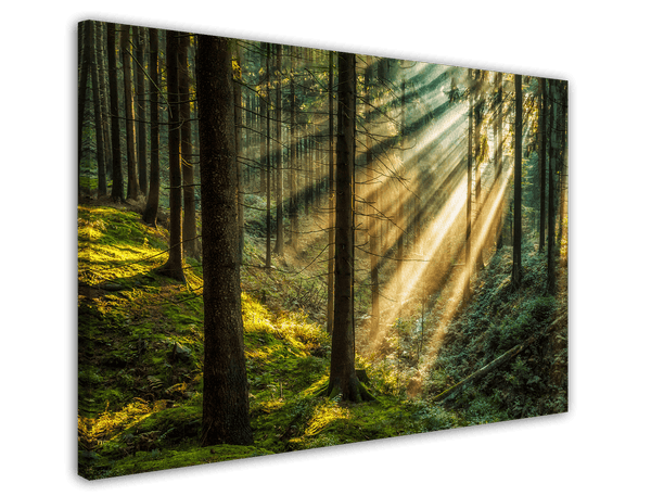 Warme Sonnenstrahlen im Wald - Natur Aufnahme