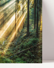 After Hover: Warme Sonnenstrahlen im Wald - Natur Aufnahme