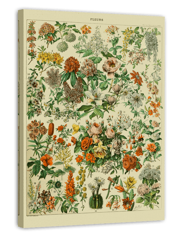 Adolphe Philippe Millot - Vintage Blumen-Übersicht