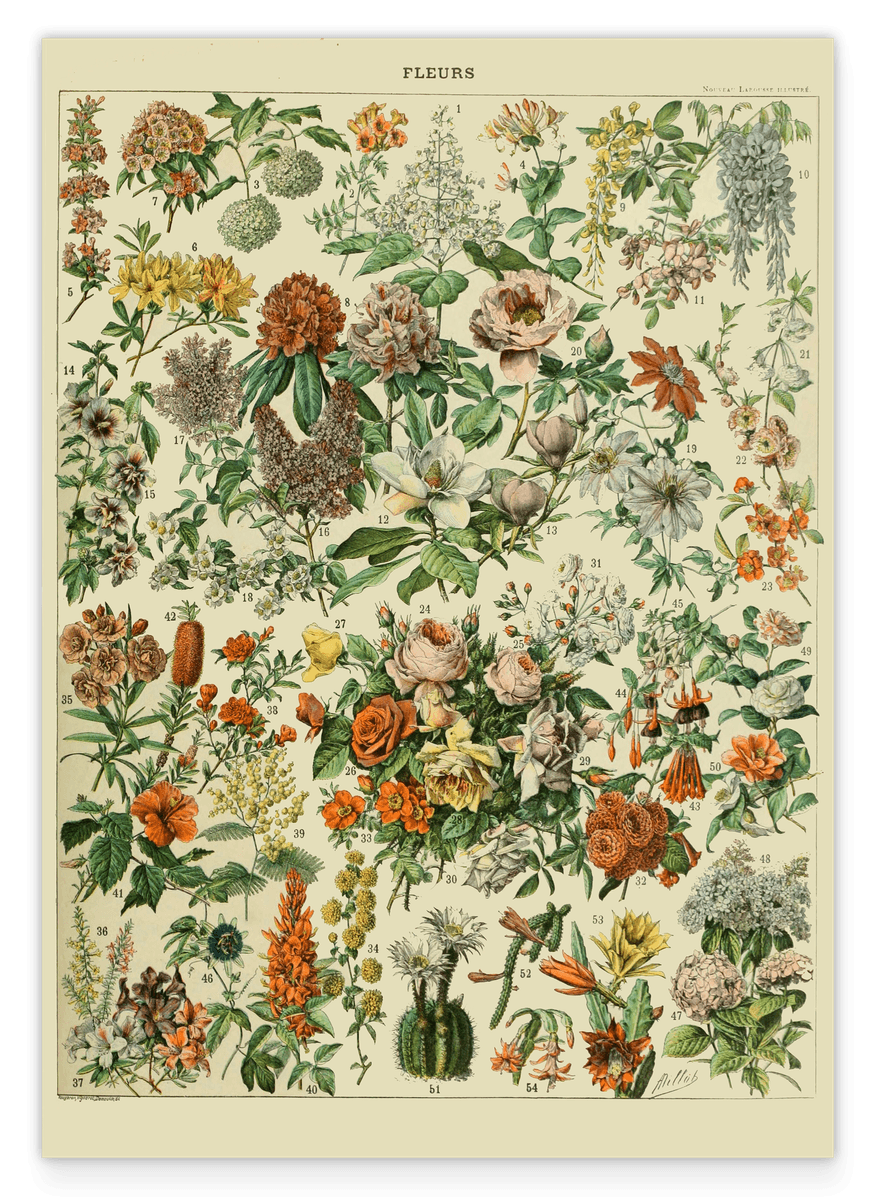 Adolphe Philippe Millot - Vintage Blumen-Übersicht