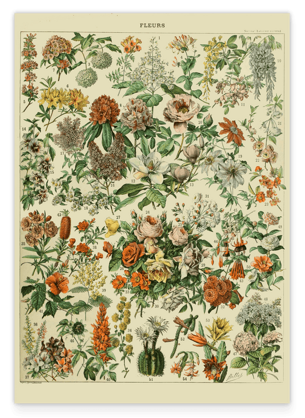 Adolphe Philippe Millot - Vintage Blumen-Übersicht