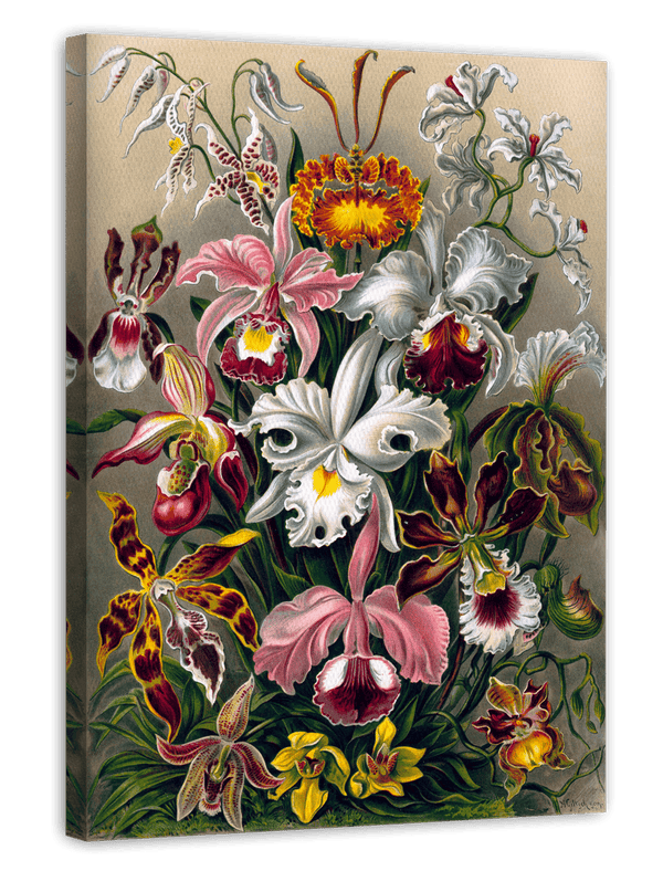 Ernst Haeckel - Blumen