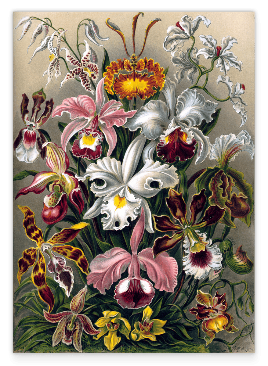 Ernst Haeckel - Blumen