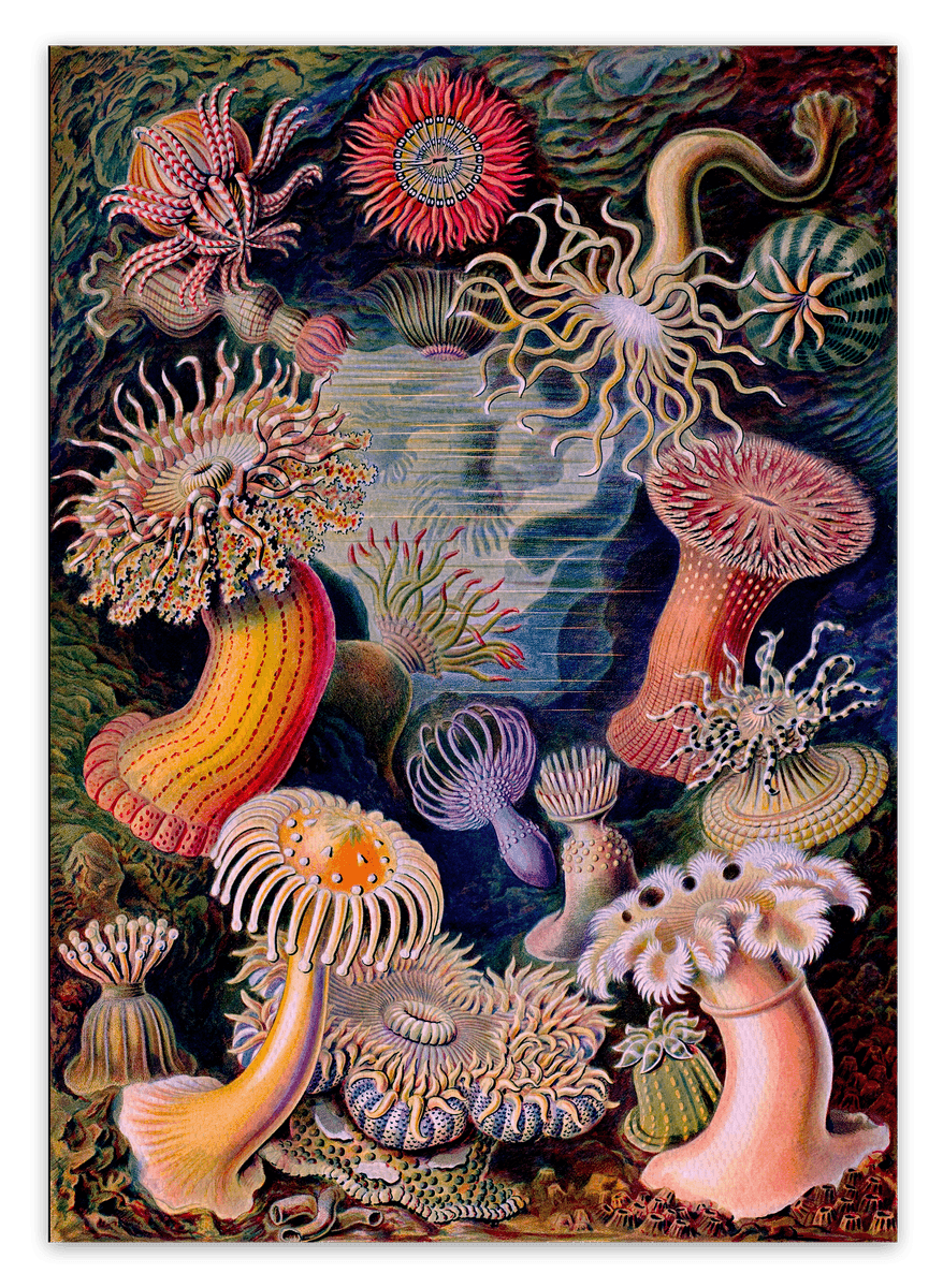 canvas