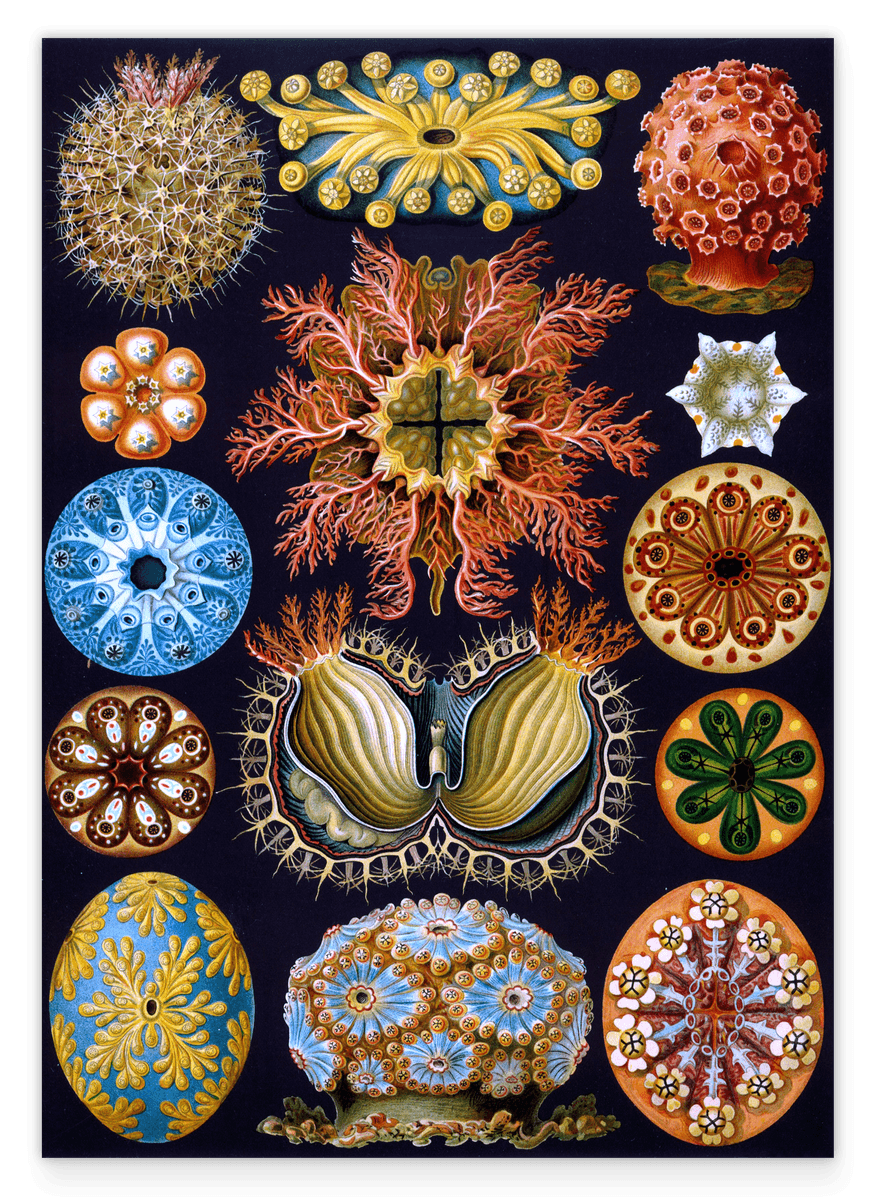 Ernst Haeckel - Ascidian