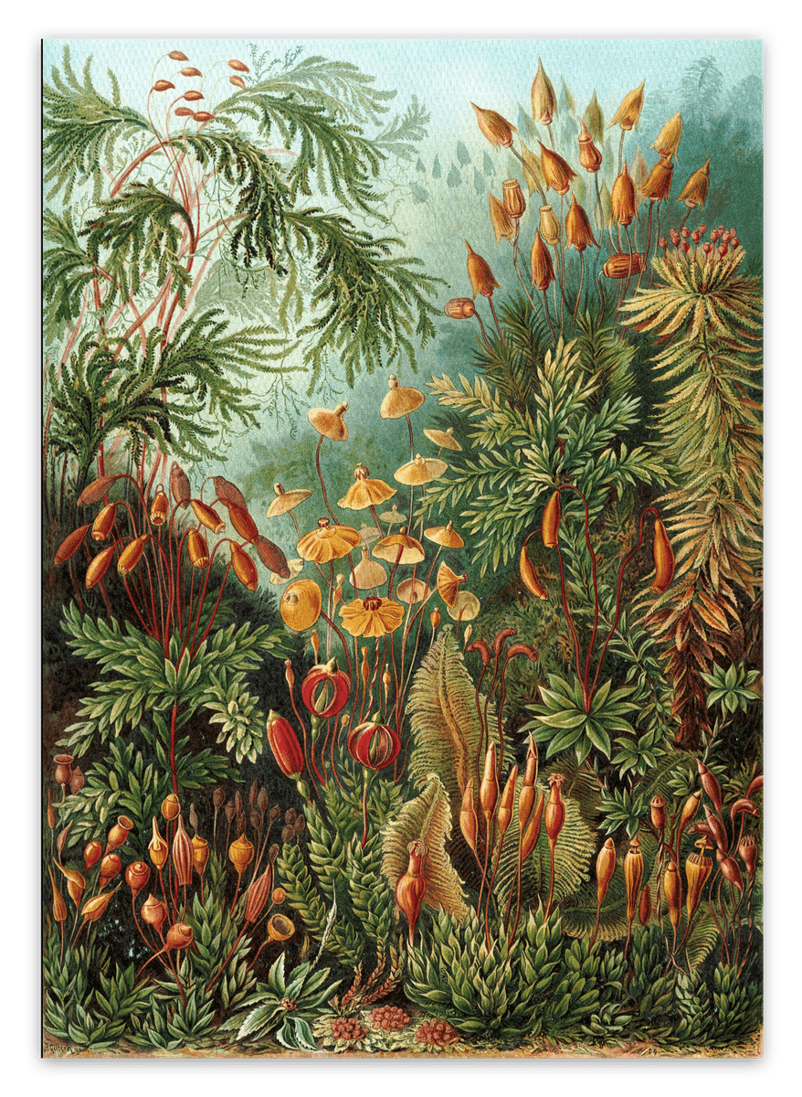 canvas