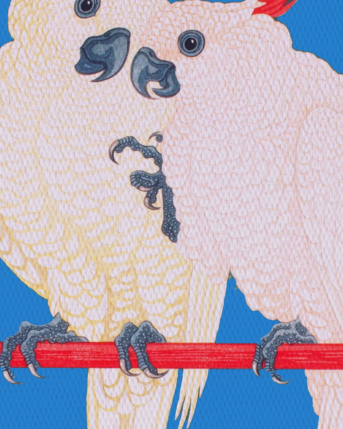 canvas