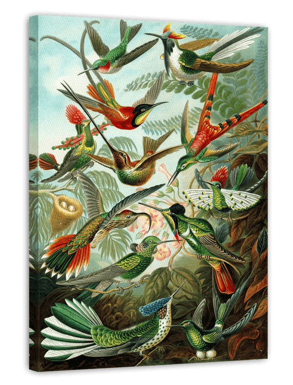 Ernst Haeckel - Vögel im Paradies