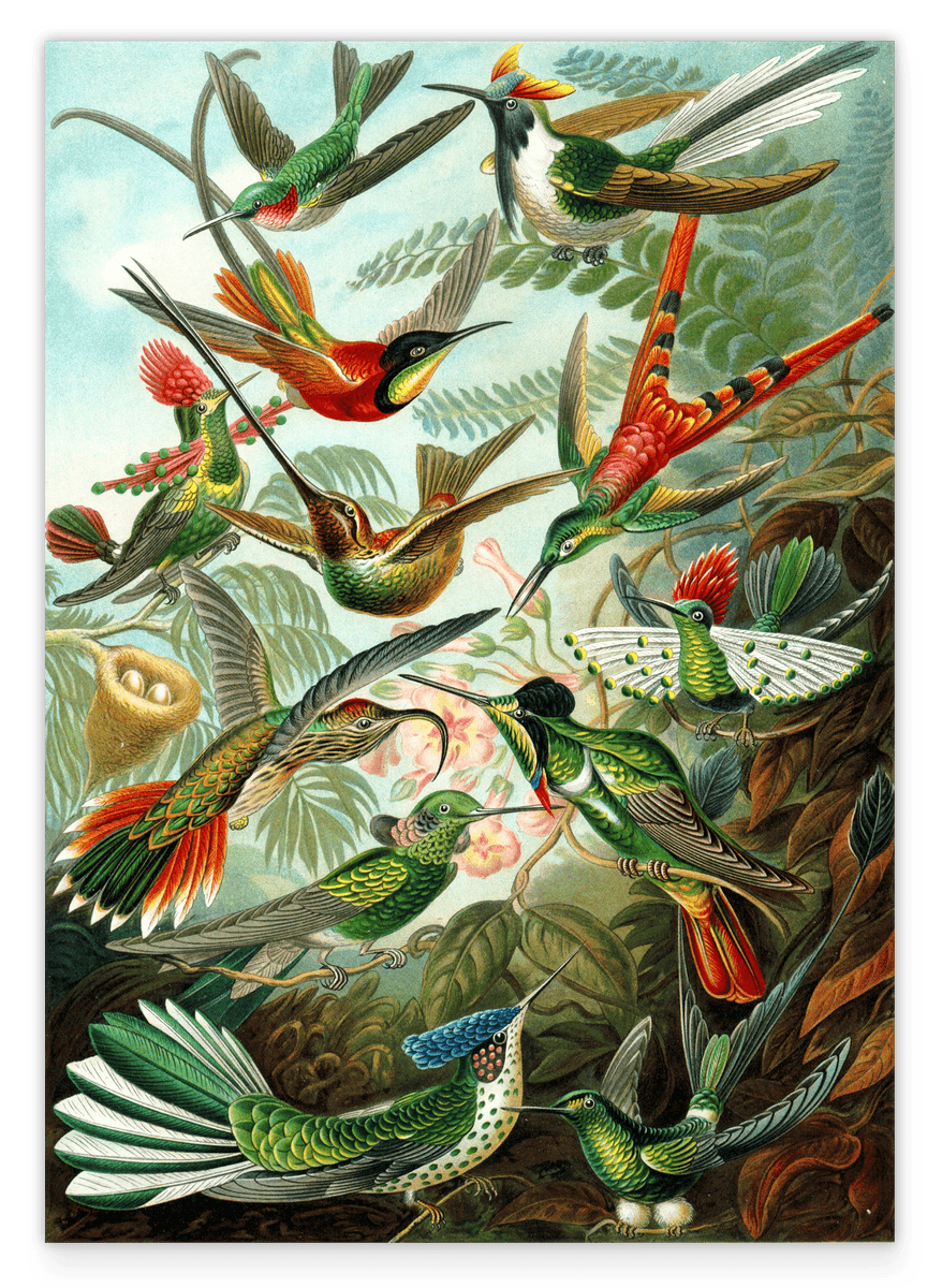 Ernst Haeckel - Vögel im Paradies