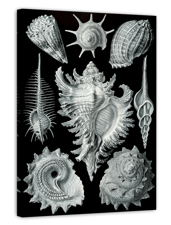 Ernst Haeckel - Seemuscheln und Schnecken