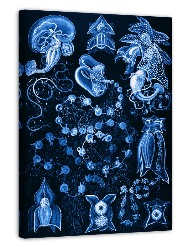 Ernst Haeckel - Kunstformen des Meeres in blau