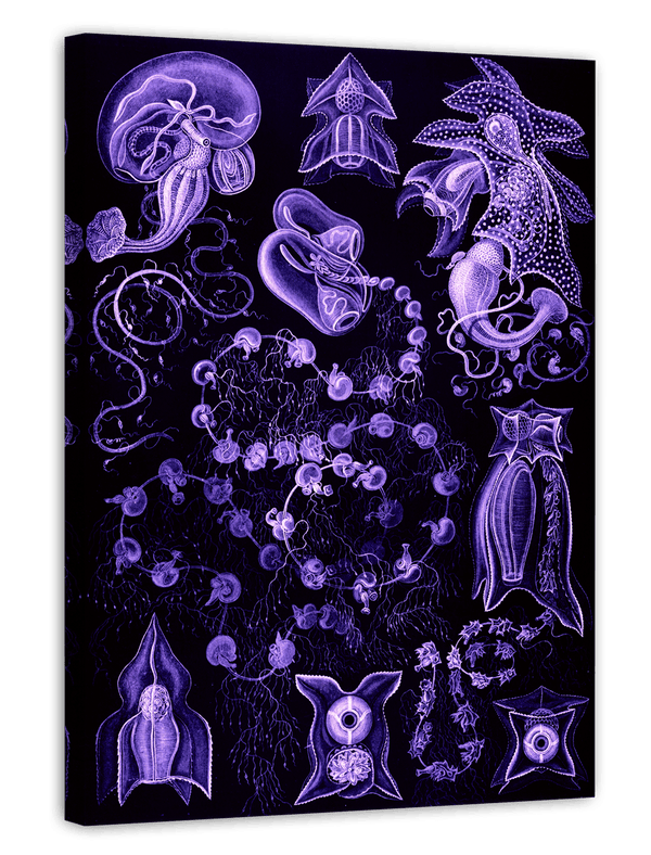 Ernst Haeckel - Kunstformen des Meeres in violett