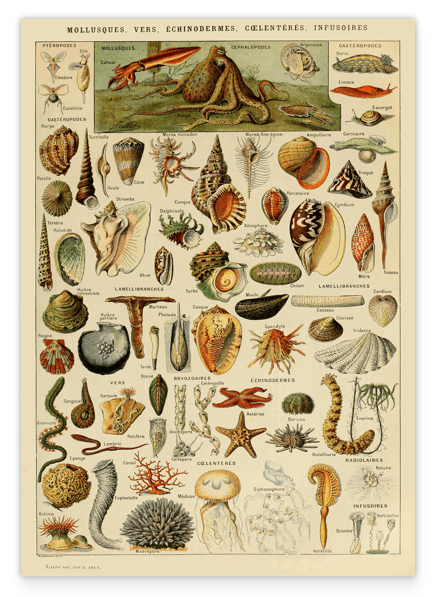 Adolphe Philippe Millot - Muscheln und Schnecken