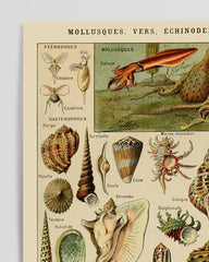 After Hover: Adolphe Philippe Millot - Muscheln und Schnecken