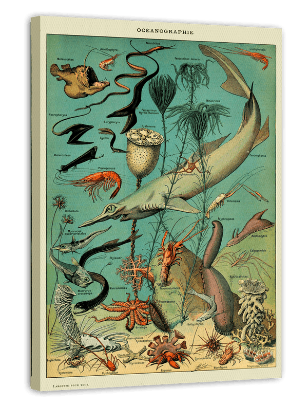 Adolphe Philippe Millot - Unterwasserwelt I