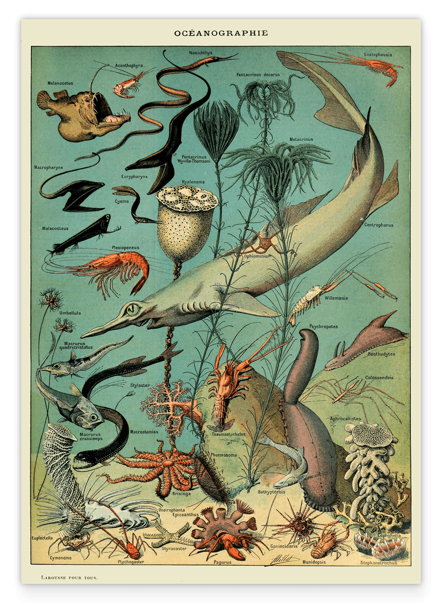 Adolphe Philippe Millot - Unterwasserwelt I