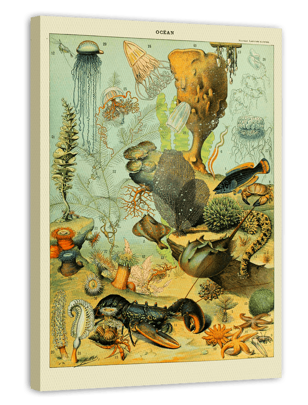 Adolphe Philippe Millot - Unterwasserwelt II