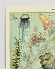 After Hover: Adolphe Philippe Millot - Unterwasserwelt II