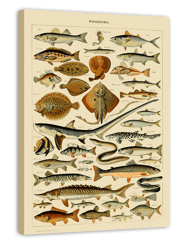 Adolphe Philippe Millot - Fische